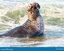 Image result for Male Elephant Seal