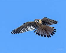 Image result for Kestrel Hunting