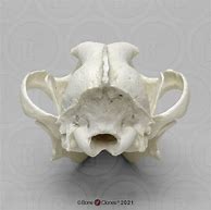 Image result for Grey Wolf Skull