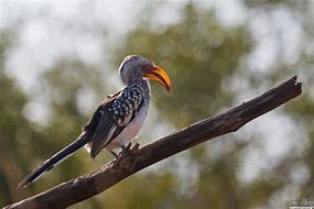 Image result for Red-billed Hornbill