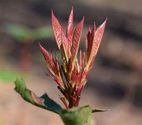 Image result for New Flowers and Fresh Leaves On Trees