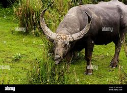 Image result for Buffalo Nathni