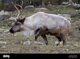 Image result for Female Caribou