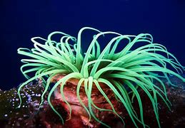 Image result for Sea Animals and Plants