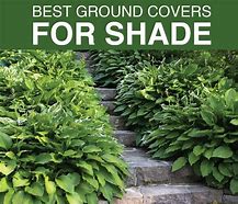 Image result for Ground Cover for Shaded Areas