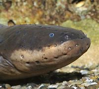 Image result for Electric Eel Eating