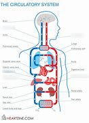 Image result for Label of the Circulatory System