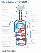 Image result for Circulatory System Blood Flow Diagram