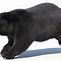 Image result for Black Bear Head White Background