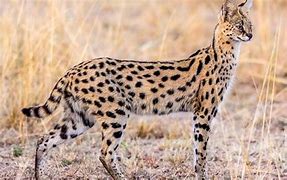 Image result for Serval Cat Wallpaper