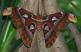 Image result for Australian Moth