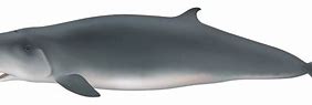 Image result for Pygmy Sperm Whale