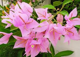 Image result for Tropical Plant with Pink Flowers