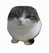 Image result for Wawa Cat PNG