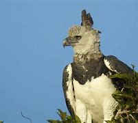 Image result for Where Is the Harpy Eagle Found