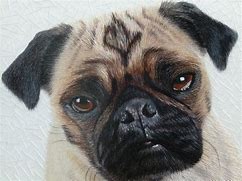 Image result for Pug Dog Design