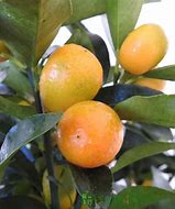 Image result for Large Kumquat