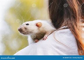 Image result for Goofy Dumbo Rat