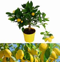 Image result for Mini Lemon Tree Indoor