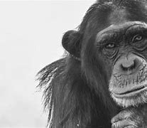 Image result for Ape Species List