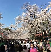 Image result for Ueno Park Hanami