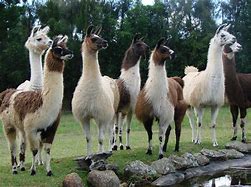 Image result for Camelids