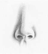 Image result for Shaded Nose Drawing