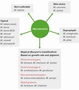 Image result for Mycobacterium Species