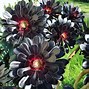 Image result for Black Rose Succulent