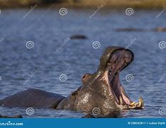 Image result for Hippo Big Teeth