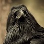 Image result for Raven Cool Symbol