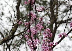 Image result for Pink Dull Flowers