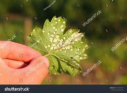 Image result for Eriphoid Mite Olive