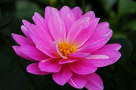 Image result for Ordinary Pink Flower