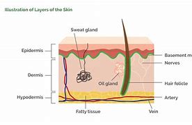 Image result for Skin Diagram Esthetics