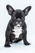 Image result for Baby Black Bulldog