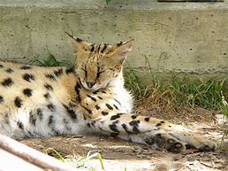 Image result for Serval Tiger