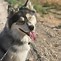 Image result for Husky Wolf Mix