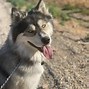 Image result for Baby Wolf Husky Snow