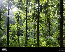 Image result for Bright Green Nature Trees Forest