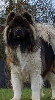 Image result for Long Hair Akita