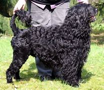 Image result for French Water Dog