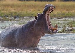 Image result for Hippo Big Teeth