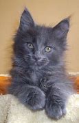 Image result for Blue Maine Coon Cat