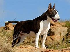 Image result for Friendly Bull Terrier