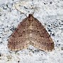 Image result for Domestic Brown Moth