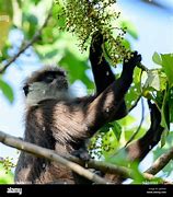 Image result for Orange Langur