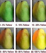 Image result for Mango Ripeness