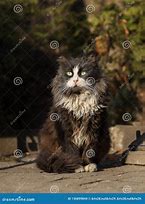 Image result for Stray Black Cat Trash