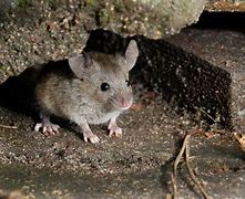 Image result for Rats in Home Gutter